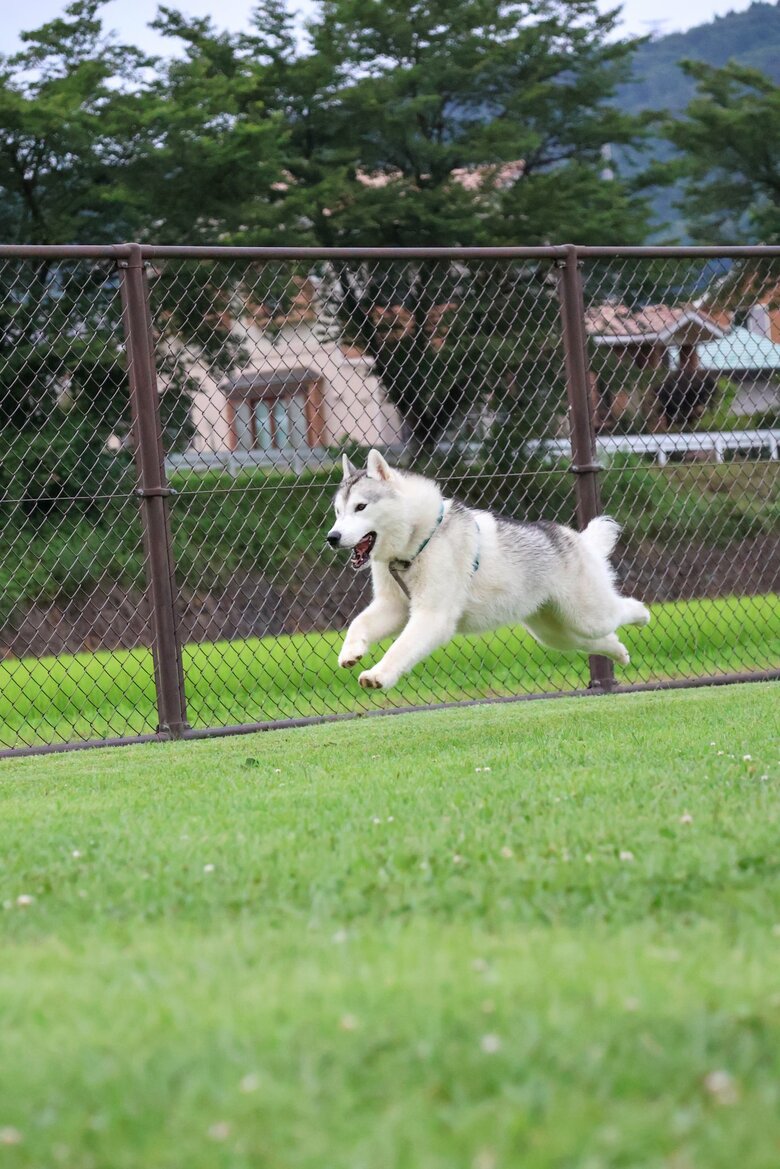 提供：スカイさん