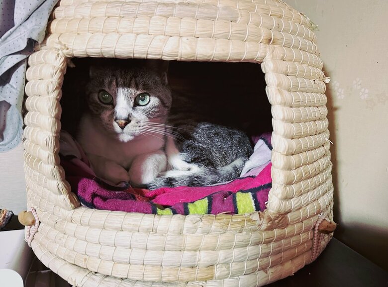 シャケくん（提供：サユヤスさん）