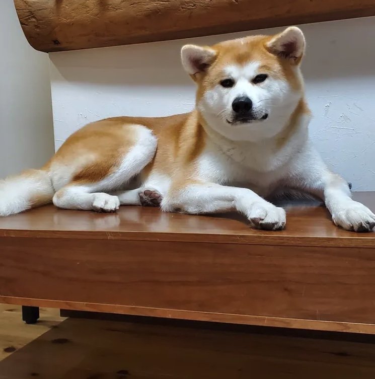 提供：秋田犬 杏(あん)と蓮(れん)さん