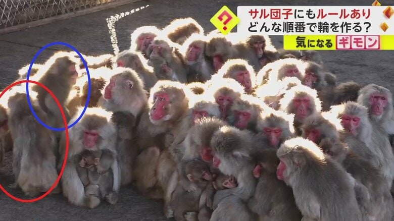 青い丸で囲んだサルが立ち上がり、赤丸のサルに場所を譲った
