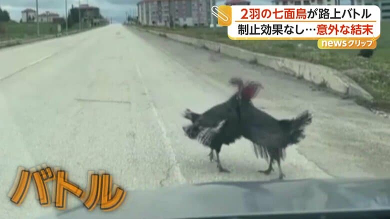 羽をばたつかせ、くちばしで突き合う2羽の七面鳥（トルコ・カラビュク）