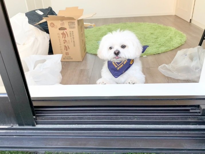 お外ではバーベキュー中だけれど…部屋の中から見守るわむうくん