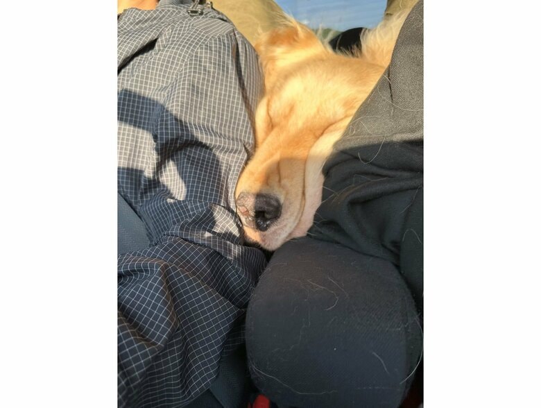 提供：イブ（ゴールデンレトリバー）さん