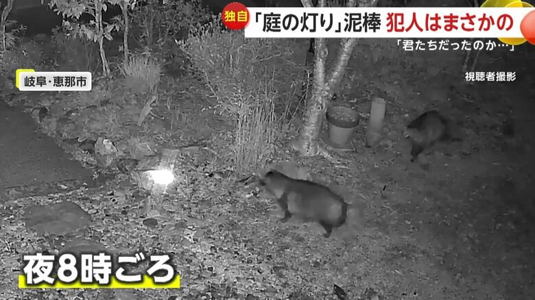 現れた“泥棒タヌキ”（9日午後8時ごろ、岐阜・恵那市）