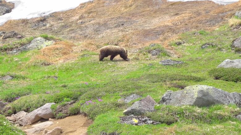登山道のわきでエサを探し歩く様子のクマ（撮影：視聴者）