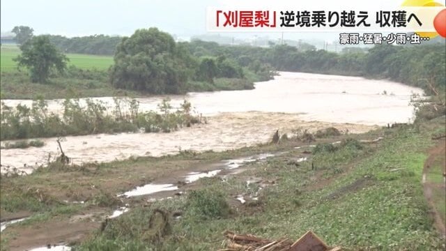 春に白い花がいっせいに咲き誇る刈屋地区のナシ畑は川沿いに広がっていて、その畑に川の水が押し寄せた