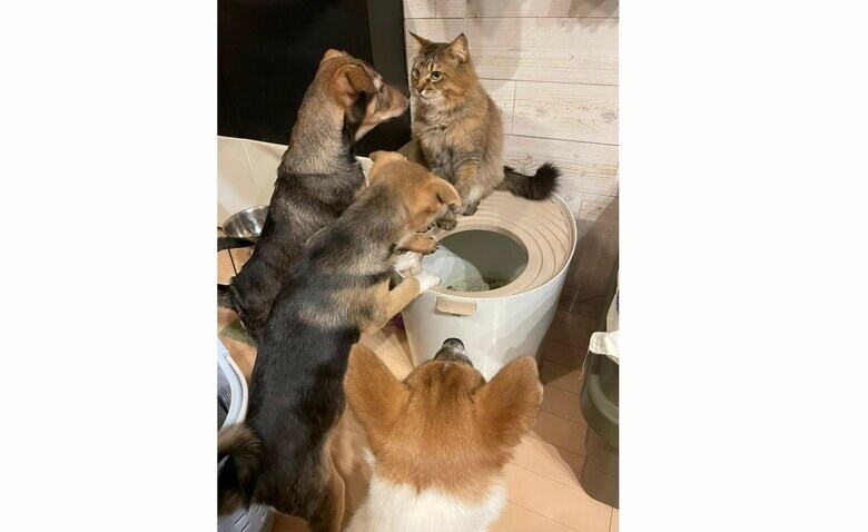 押し寄せる元野犬たちに全くたじろがない、この風格（紗由里さん提供）