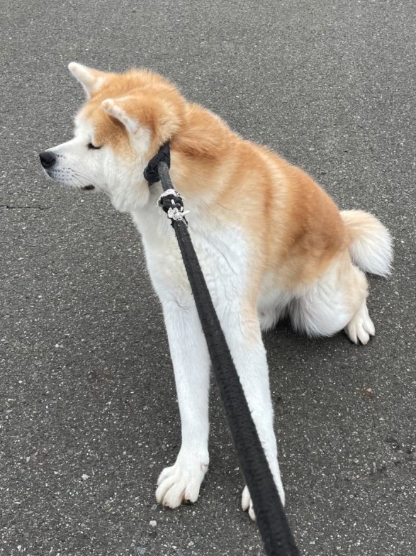 提供：秋田犬 五元(イモト)さん