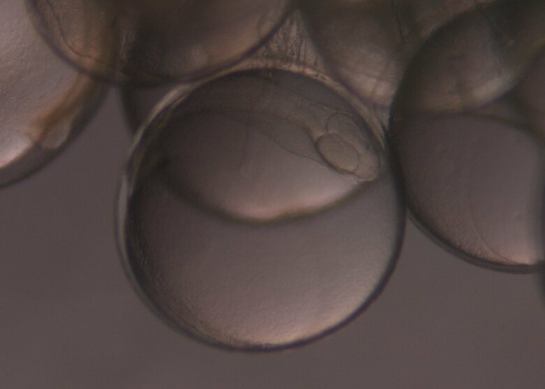 サンマ卵内発生過程2日目（画像提供：アクアマリンふくしま）