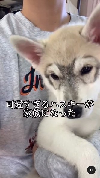 提供：ハスキーいちみちゃんと田舎暮らしさん