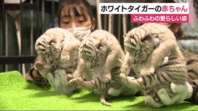 ふわふわの白い毛 ホワイトタイガーの赤ちゃん3頭を公開 静岡・東伊豆町