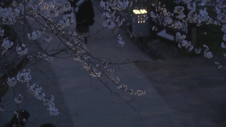夜桜も楽しめる観桜スポット