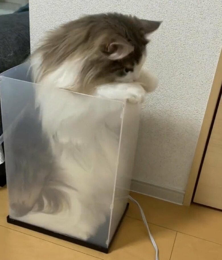 立ち上がるも…