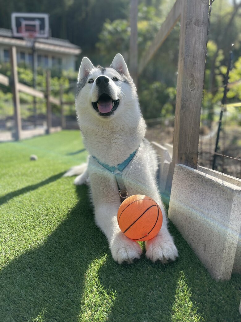 提供：スカイさん