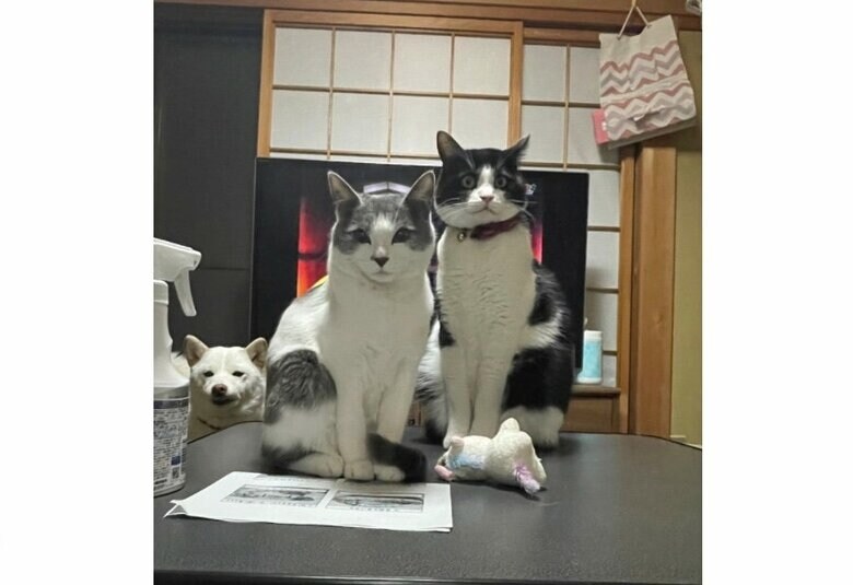 左からさくらちゃん、柚ちゃん、百福くん（提供：連呼 cubnushi all-starさん）