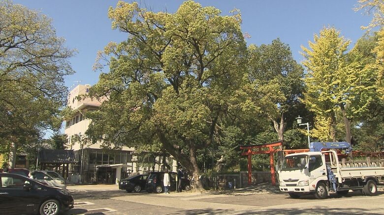 深川神社のクスノキ　「となりのトトロ」のような雰囲気