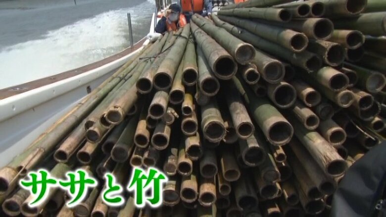 漁船に大量に積まれたササと竹