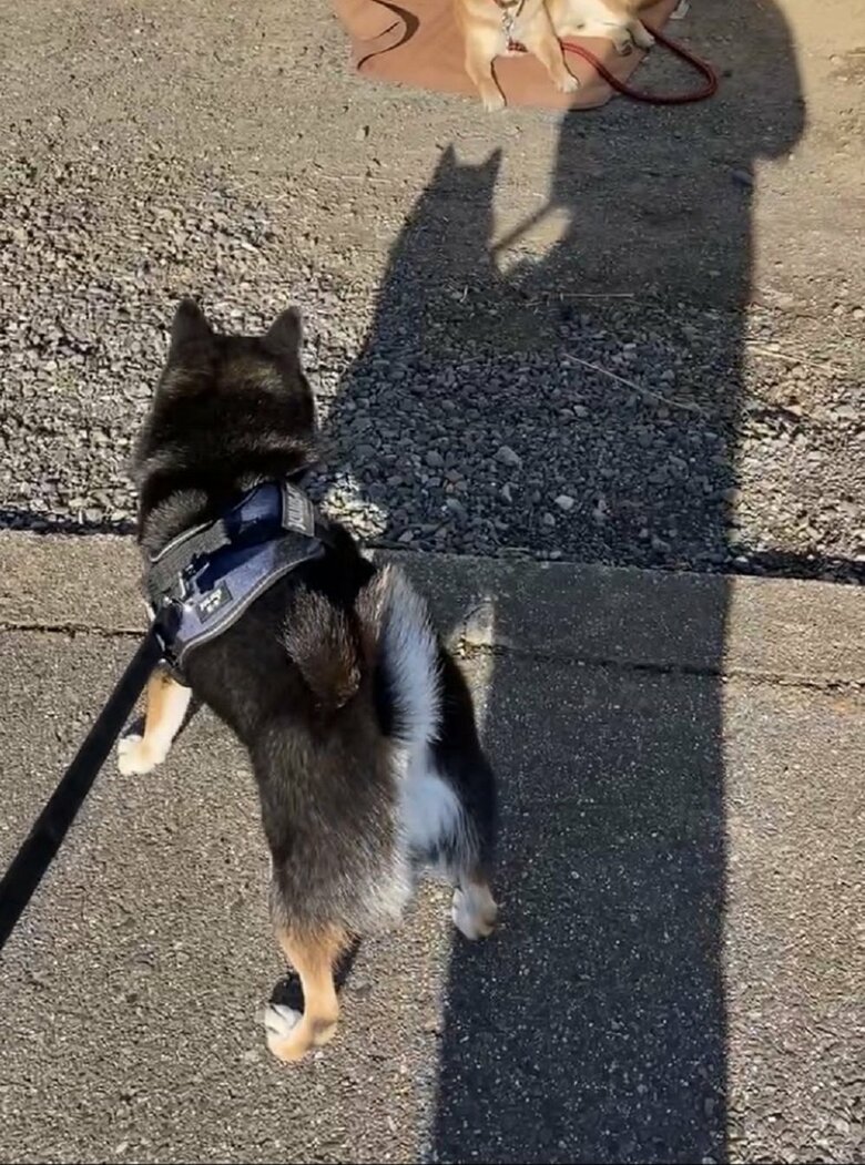 犬に会った時の様子