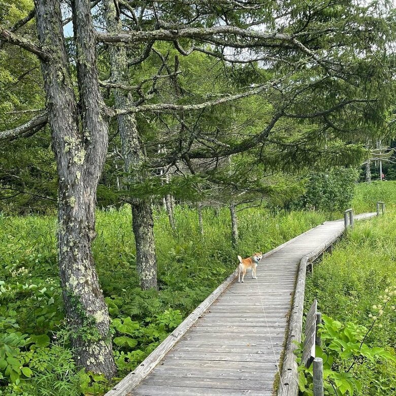 楽しそうな散歩