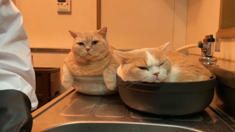 土鍋にも入るてんぷら（提供：みかんとじろうさんちさん）