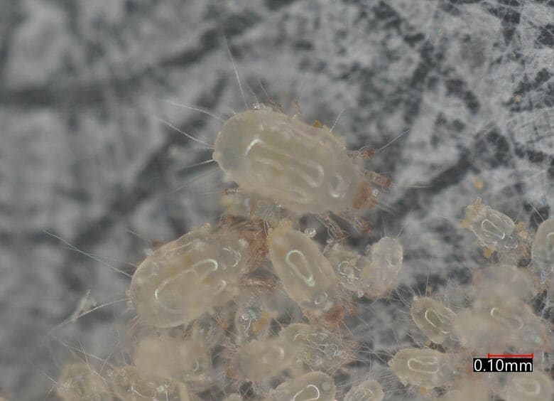 住居にも多く棲みついているケナガコナダニ（提供：アース製薬）