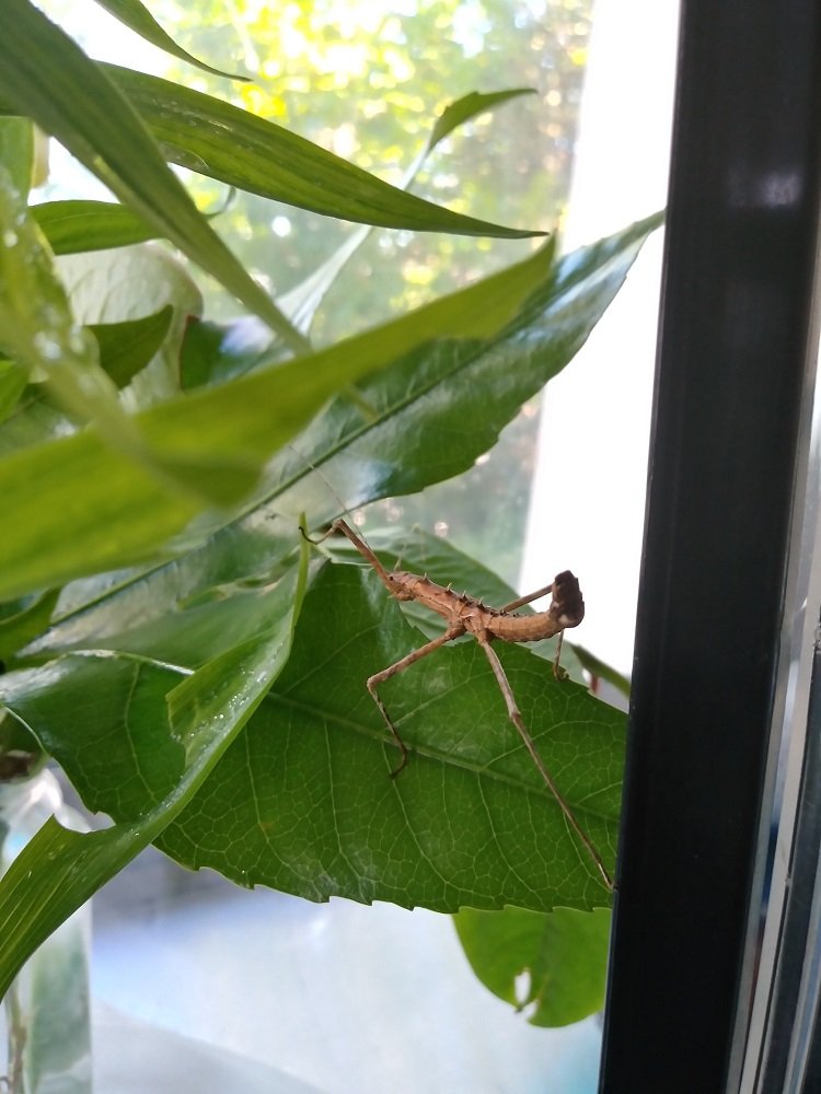 ※雄のトゲナナフシ（画像提供：森下泰成）