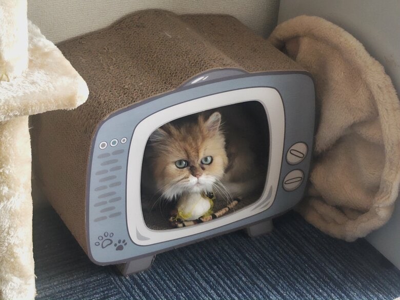 初めてのおうち探検