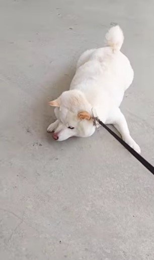 提供： kinako_kinakoさん