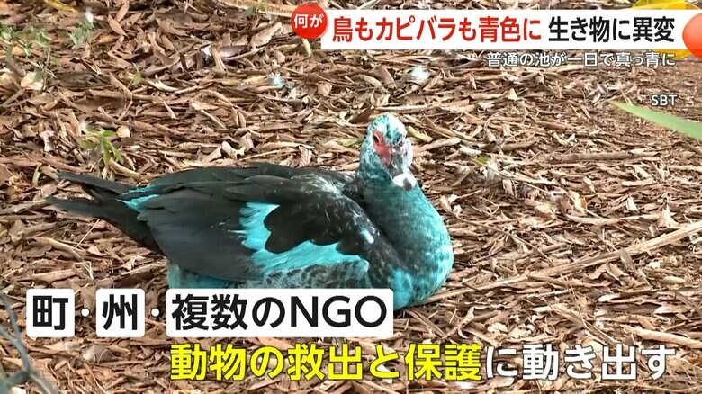頭から尻尾の羽まで青くなっている鳥