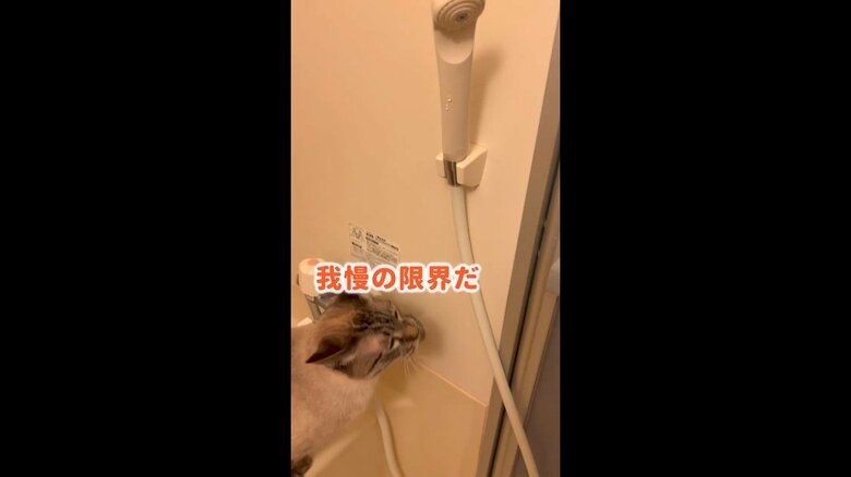 「我慢の限界」シャワー飲みたいデュフィくん