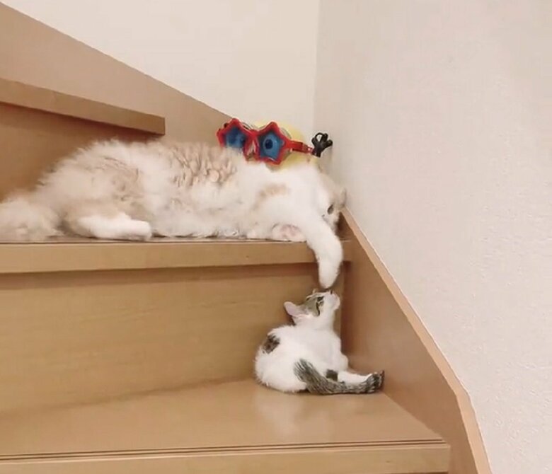 まゆちゃんが階段下のぷん太郎くんへ前足を伸ばして