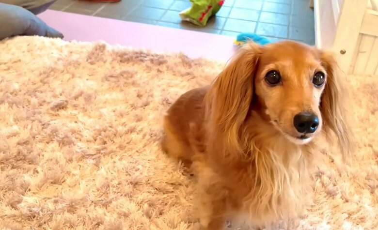 飼い主さんに呼ばれ、玄関を上がりお座り