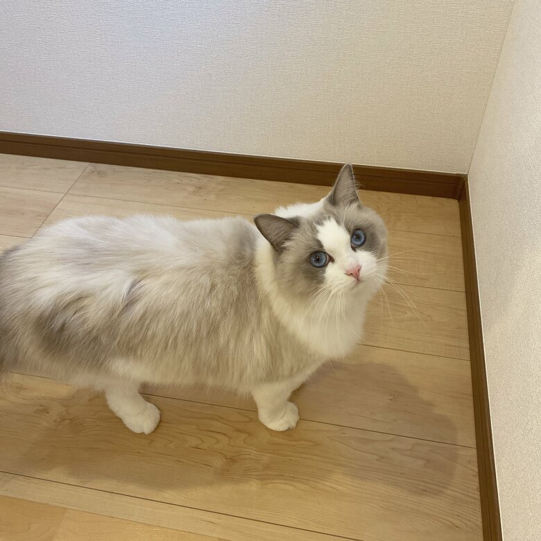 普段のルカくん