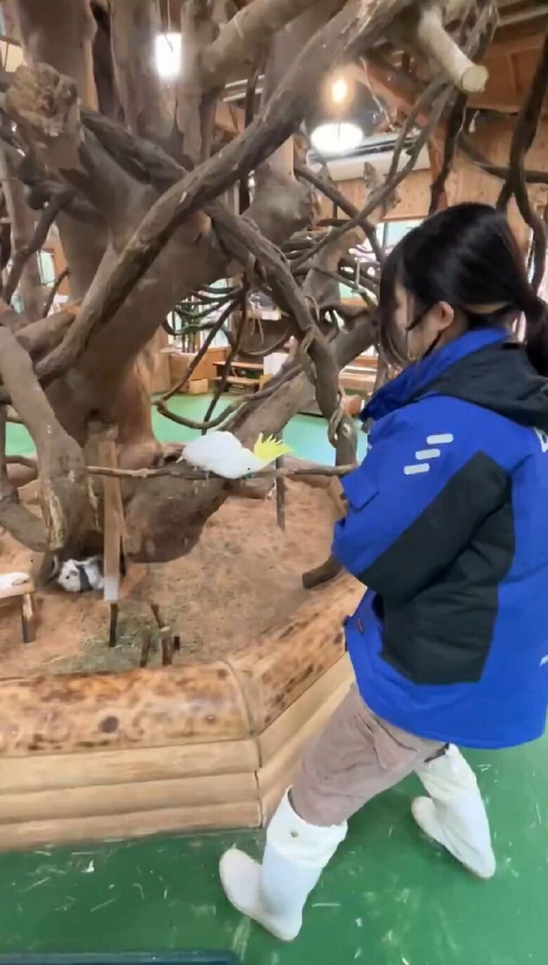 木の枝にいるレイくんと向かい合う飼育員（提供：長崎バイオパーク）