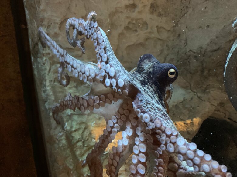 提供：九十九島水族館　海きらら