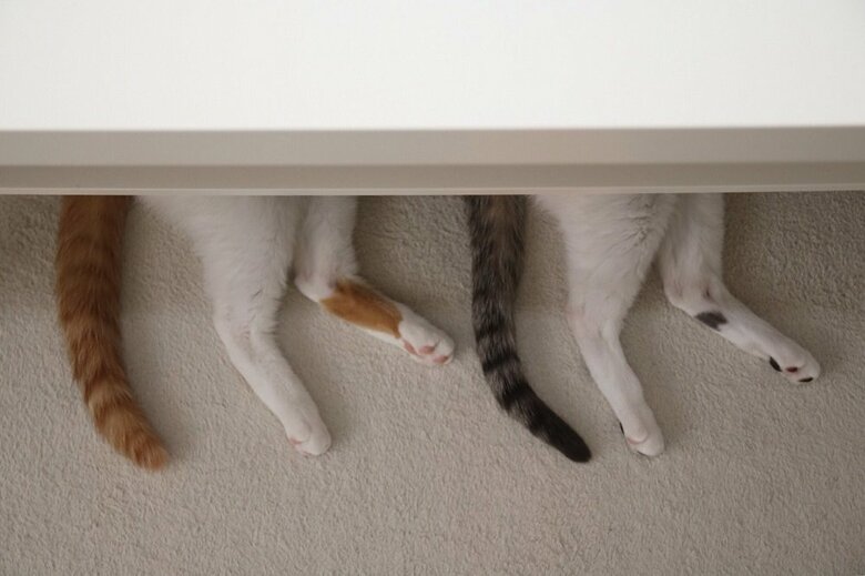 テーブルの下から同じように出ている尻尾と後ろ足
