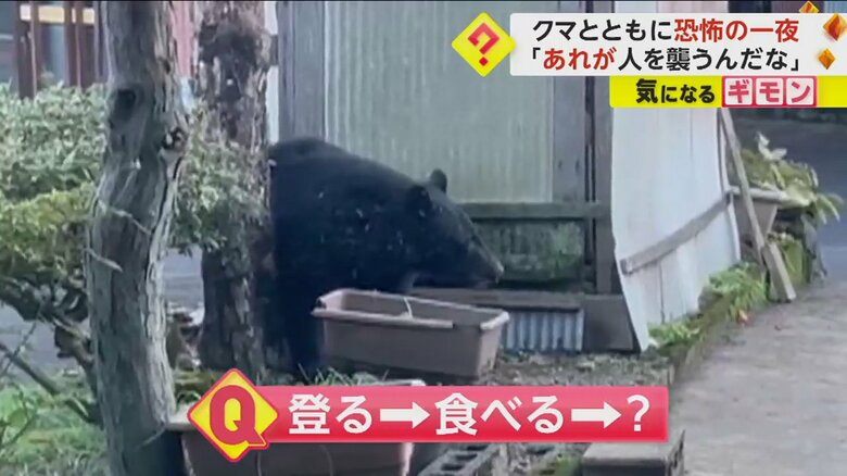 庭の柿の木のそばを歩くクマ