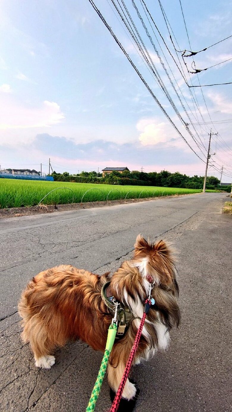 散歩中