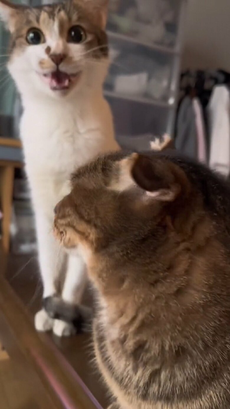 のらくんは、ミミちゃんとしぶけんさんを交互に見て、どこか動揺している様子