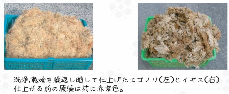 おきゅうとに使う素材（提供：林正之おきゅうと店）