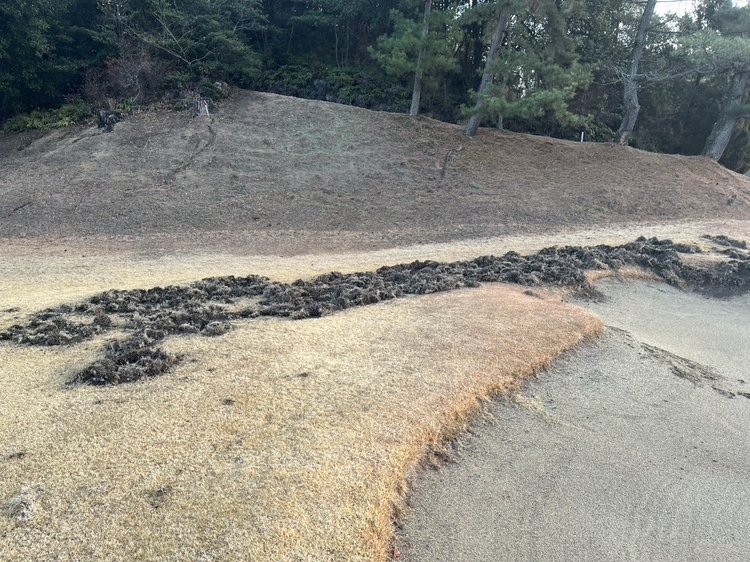 イノシシに掘り起こされたコース