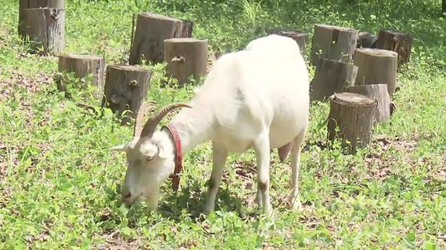 大束さんの相棒・ピノ