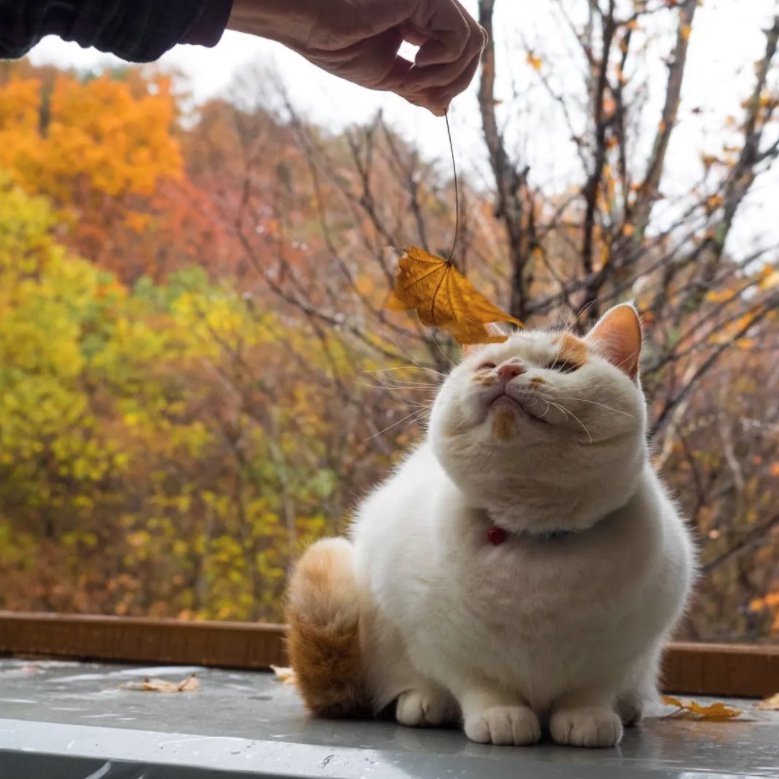 提供：MARCOさん