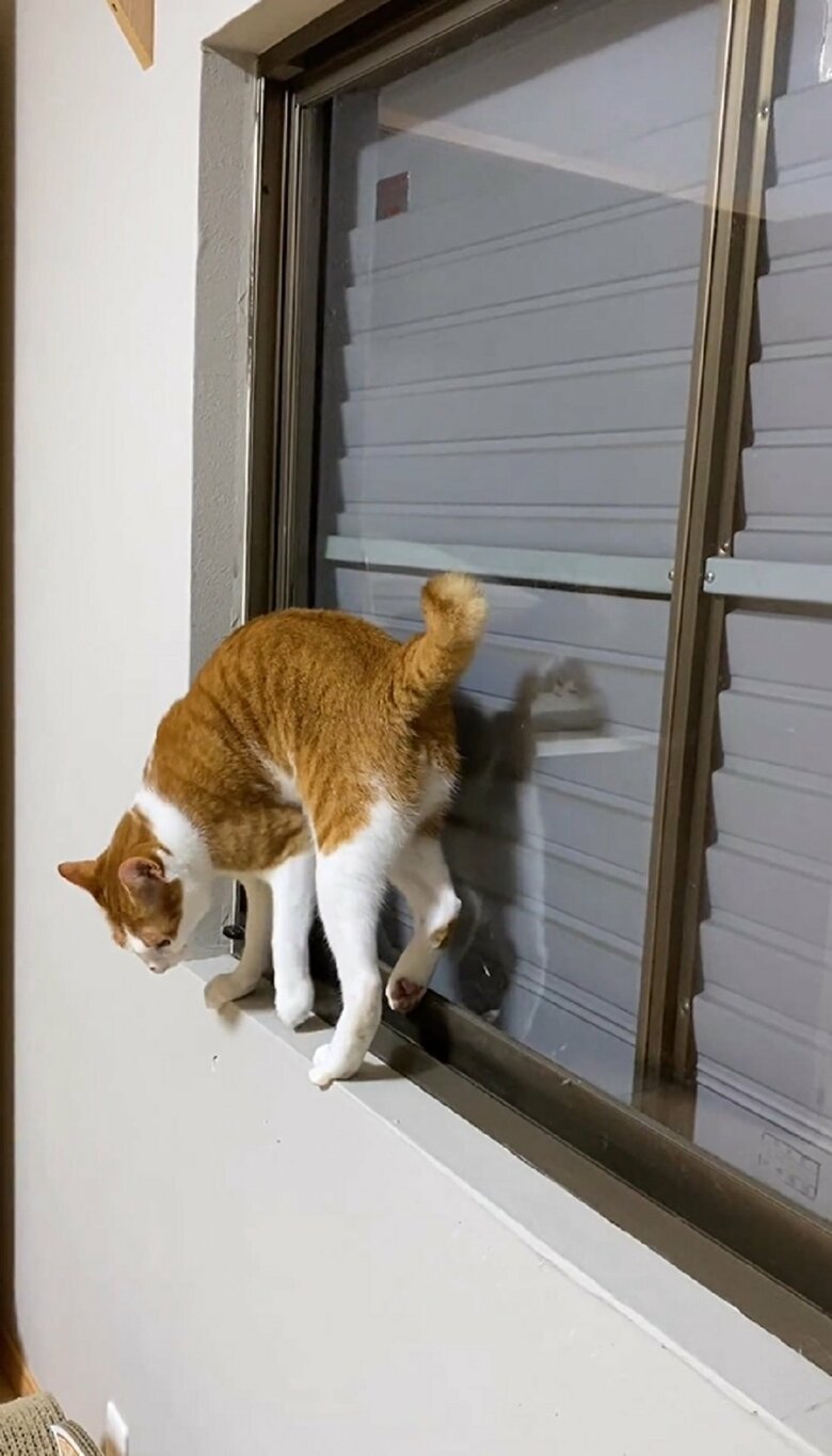 前足をモゾモゾとしている