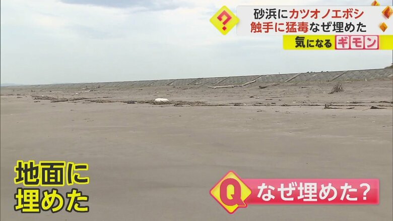 カツオノエボシが埋められた海岸