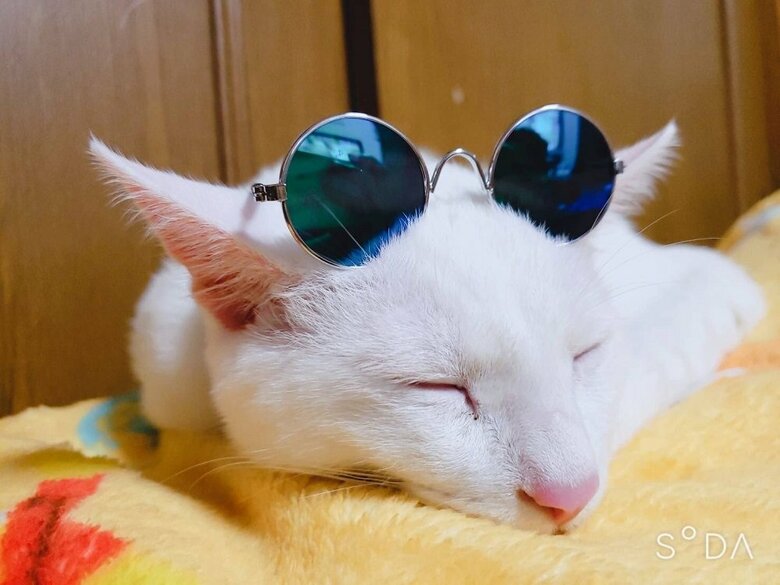 サングラスをかけてオシャレ
