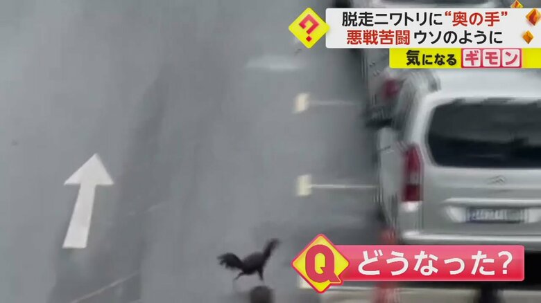 朝の通勤時間帯にバスを待つ飼い主から逃げ出したニワトリの様子⑤