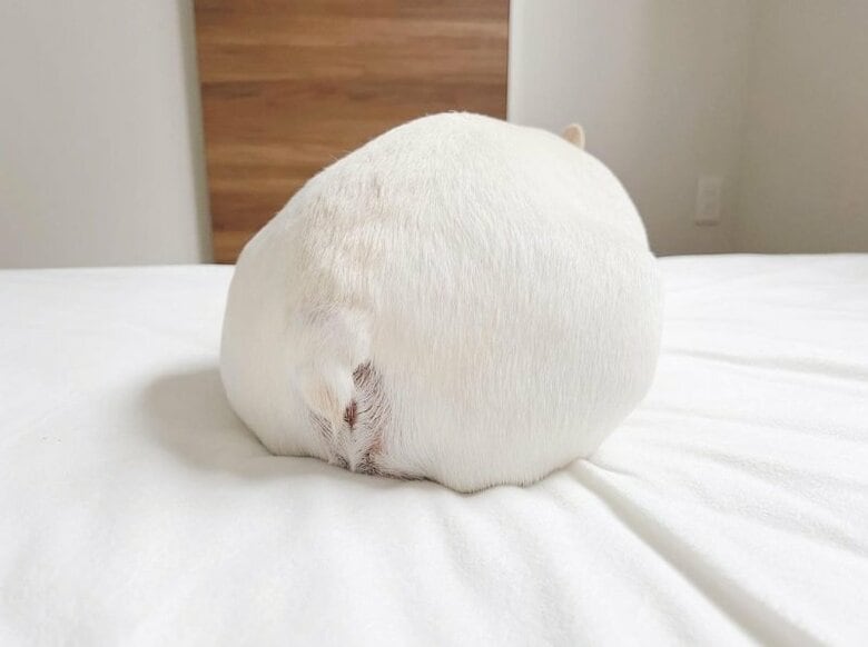 れおん君のもっちりおしり