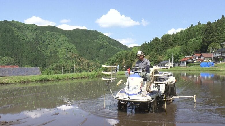 田植え作業をする「ゆーかりファーム」のスタッフ
