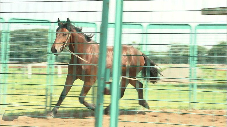 御料牧場では皇室の行事に使う乗用馬など飼育されている（平成26（2014）年6月撮影） 